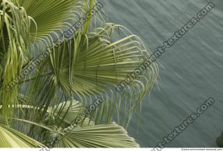 palm leaves